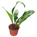 Aspidistra m17
