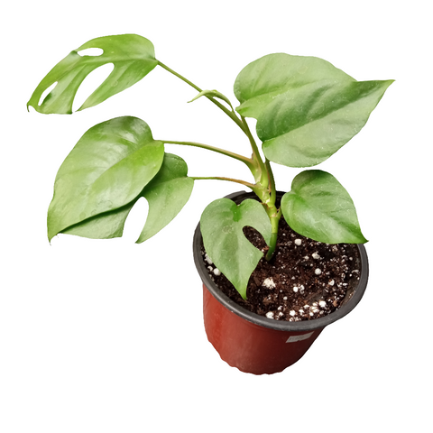 Tetrasperma m15