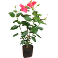 Hibiscos 60-80 cm altura bolsa y maceta (consultar colores)
