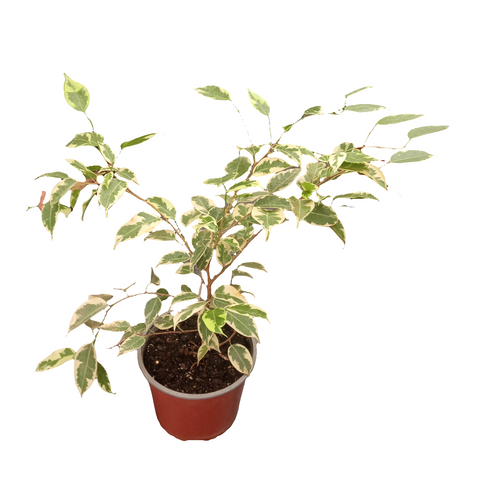 Ficus Samantha m17 y bolsa