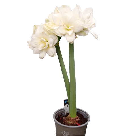 Amarilis