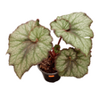 Begonia caracol m14