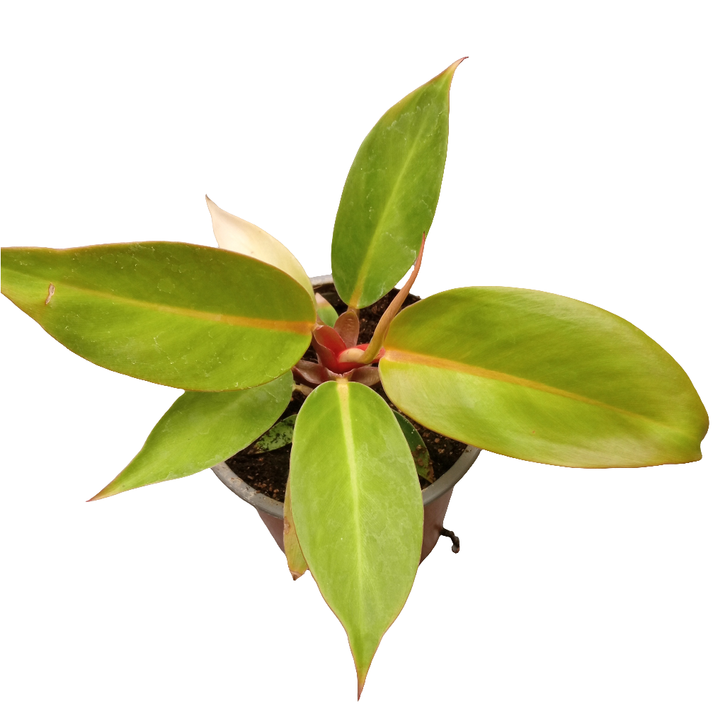 Filodendro congo naranjo m12