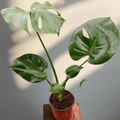 Monstera deliciosa m15 TS