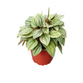 Peperomia Napoli