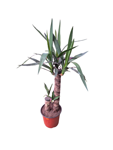 Yuca Duo m17 90cm