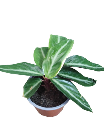 Stromanthe triostar m14