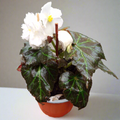 Begonia Tuberosa