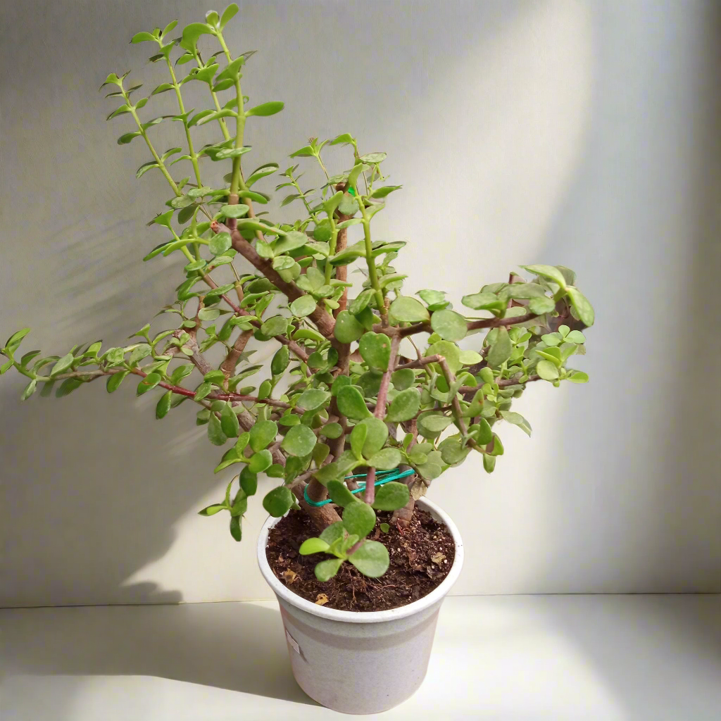 Jade tricolor