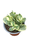 Peperomia Obtusifolia Variegada