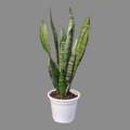Sansevieria zeylanica m14