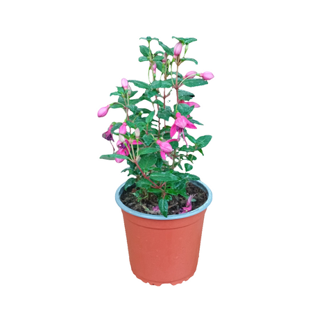 Fucsia bailarina m14