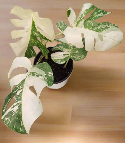 Monstera variegada m21