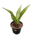 Sansevieria moonshine