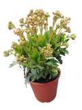 Kalanchoe Flor