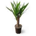 Yuca Palo de Agua