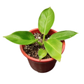 Filodendro Imperial Golden