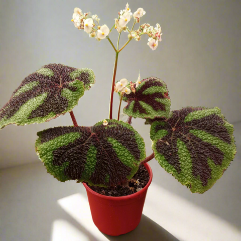 Begonia cruz de hierro  m15