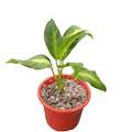 Dieffenbachia m14