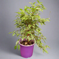 Ficus benjamina mini Twilly m17