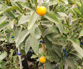 Kumquat 1,1 m aprox (Sólo retiro en tienda)