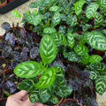 Calathea Louisae