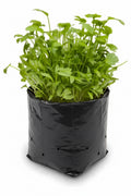 Cilantro