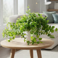 Ficus Repens