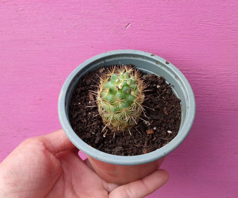 Cactus  m10