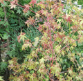 Acer Japónico