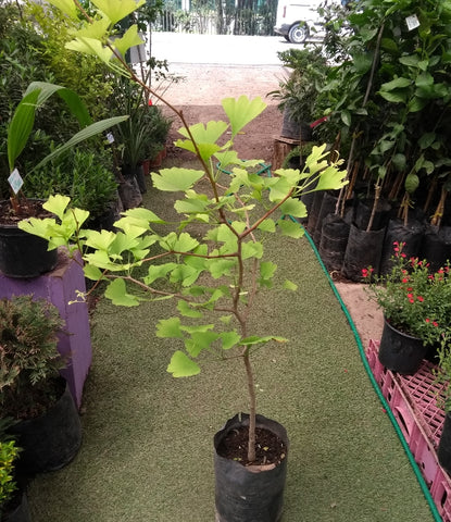 Ginko Biloba (sólo retiro en tienda)