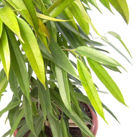 Ficus alii m24