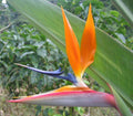 Flor del pájaro