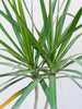 Dracena Marginata