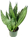 Sansevieria Robusta