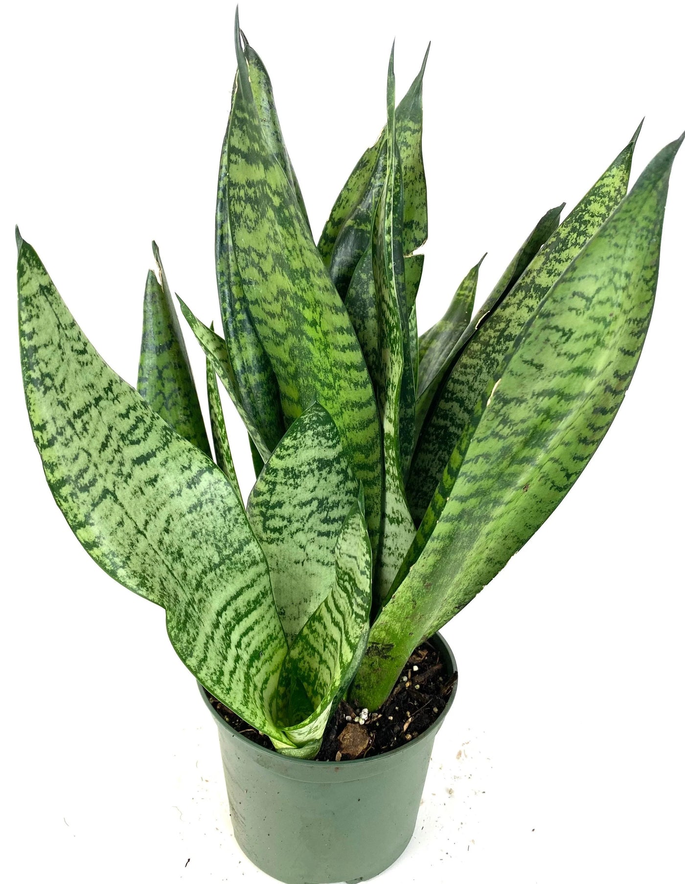 sansevieria trifasciata como cuidar Sansevieria Robusta – Planta resistente de interior fácil de cuidar – Jardin el Sauce
