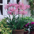 Nerine