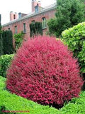 Leptuspermum