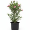 Laurel en Flor