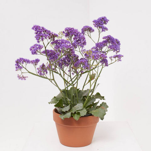 Limonium