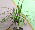 Dracena marginata roja y verde