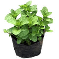 Menta