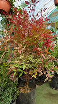 Nandina 0.25 m