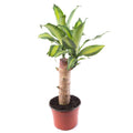Palo de Agua