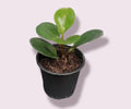 Peperomia Obtusifolia green m10