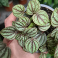 Peperomia piccolo m9