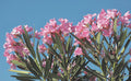 Laurel en Flor