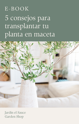 E-book 5 consejos para transplantar tu planta en maceta