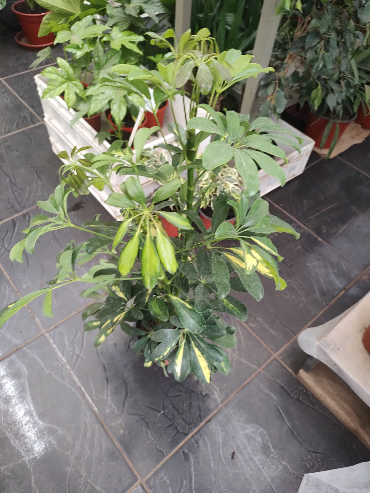 Cheflera 75cm
