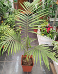 Palmera kentia 1.10 mt
